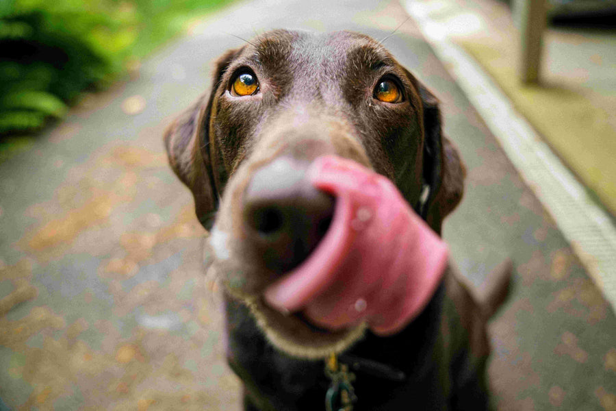 Guide de Portionnement pour la Nourriture Humide des Chiens